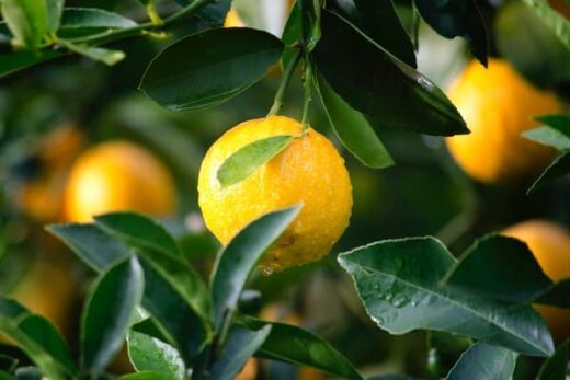 Se soigner au naturel : 8 usages exceptionnels du citron